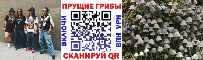 Галлюциногенные грибы MAGIC MUSHROOMS  сколько стоит  Качканар 